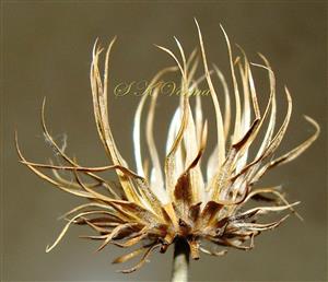  Involucre in fruiting